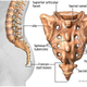 Image for article titled 10 Vestigial Traits You Didn't Know You Had